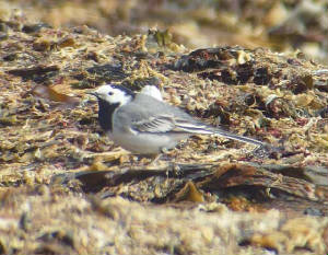 whitewagtail_ballinclamper_19042009_snv32659.jpg
