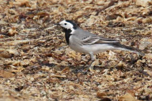 whitewagtail_ballinclamper_23042009_img_9764.jpg