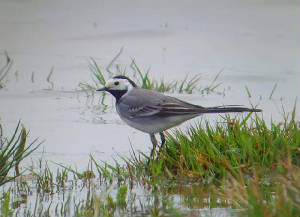 whitewagtail_ballyshunnock_26042009_snv32879.jpg