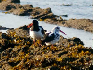 whitishoystercatcher_whitingbay_7dec2008_crop.jpg