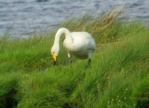whooper_ballyneety_01072012_mc_snv39270_001.jpg