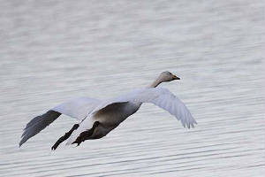 whooper_blackwater_21022010_img_4295_small.jpg