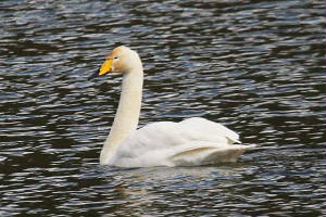 whooper_dromana_14032010_img_8391_small.jpg