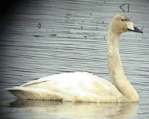 whooper_juv_knockaderry_051103.jpg