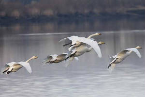 whoopers_blackwater_21022010_img_7164_small.jpg