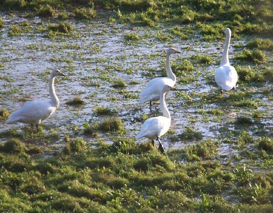 whoopers_bwatercallows_29112011_dc_img_4975_medium.jpg