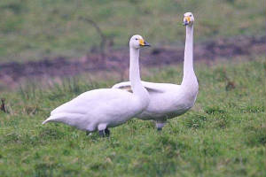 whoopers_nrportlaw_15012010_img_5986_small.jpg