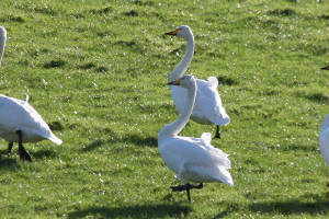 whooperswans_1feb2008_img_3788.jpg