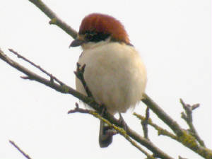 woodchat_1stsummale_goatisland_cf_24032012_d.jpg