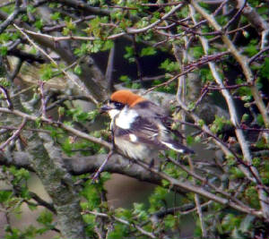 woodchat_ballydwan_25042009_snv32744.jpg