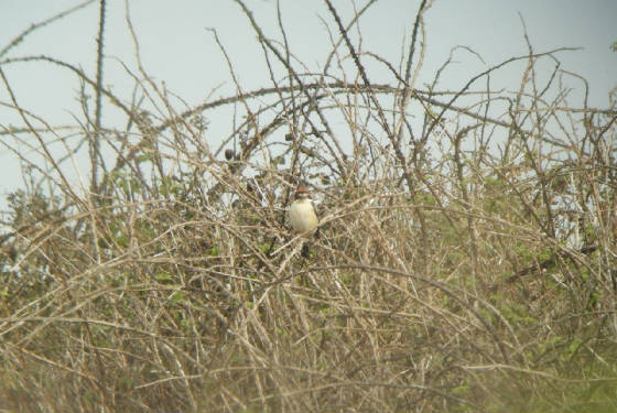 woodchat_goatisd_24032012_dw_028.jpg