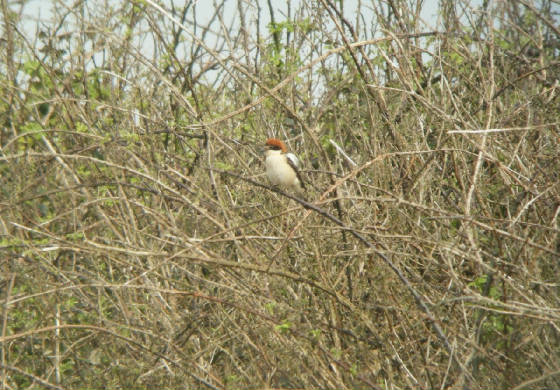 woodchat_goatisd_24032012_dw_031.jpg