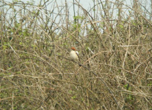 woodchat_goatisd_24032012_dw_033.jpg