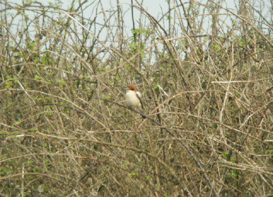 woodchat_goatisd_24032012_dw_033.jpg