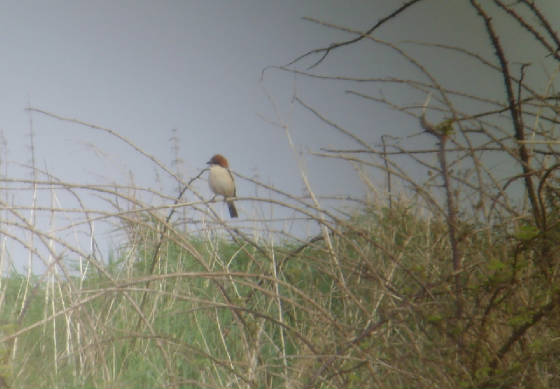 woodchat_goatisd_24032012_mc_snv38944.jpg