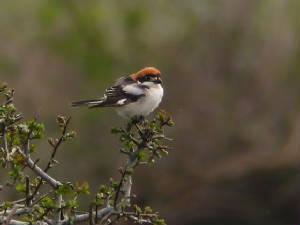 woodchat_nrballydwan_26042009_1623.jpg
