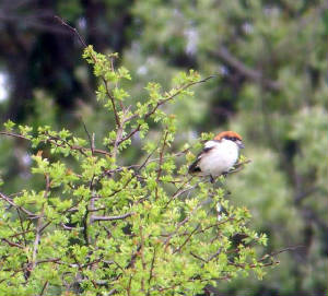 woodchat_nrballydwan_26042009_snv32826.jpg