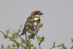 woodchat_stradbally_26042009_img_0474_small.jpg