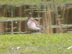 woodsand_killongford08092012_cf_3.jpg