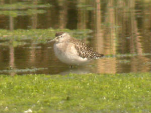 woodsand_killongford08092012_cf_5.jpg