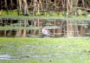 woodsand_killongford08092012_dw_039_.jpg