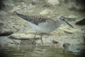 woodsand_kilmeadenpools_01082011_1.jpg