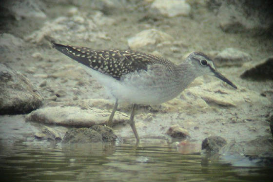 woodsand_kilmeadenpools_01082011_1.jpg