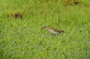woodsand_whitingbay_08092010_ssnv3504.jpg