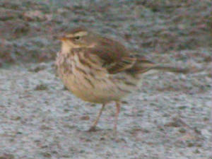 wpipit_kilmeaden_12jan2005_7.jpg
