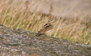 wryneck_ballinclamper_07102011_ps.jpg