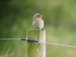 wryneck_brhd_4oct2006.jpg