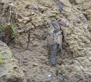 wryneck_whitingbay_09102010_snv35484_2.jpg