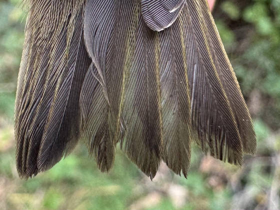 yebwa_tail_brhd_17102025_pmw.jpg