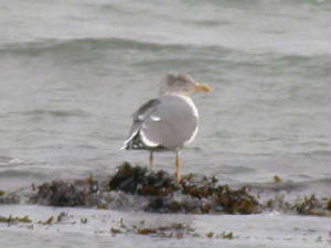 yellow-leggedgull4thwinter1.jpg