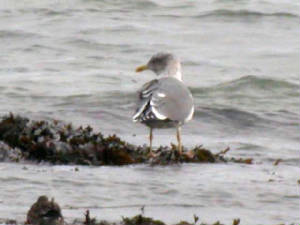 yellow-leggedgull4thwinter6.jpg