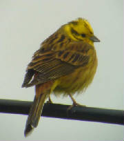 yellowhammer2_nrlismore_13may2006.jpg
