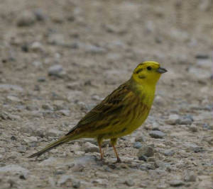 yellowhammer_ballyduff_27apr2006_mg_7335.jpg
