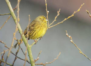 yellowhammer_cappoquin_29012011_snv36781.jpg