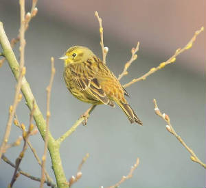 yellowhammer_cappoquin_29012011_snv36785.jpg