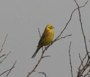 yellowhammer_kilbride_20feb2007.jpg