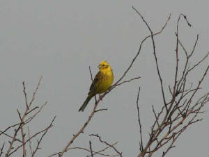 yellowhammer_kilbride_20feb2007_2.jpg