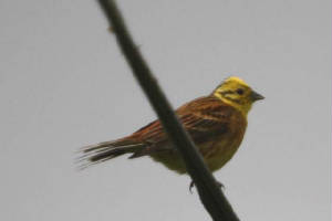 yellowhammer_mahonbridge_06072009_img_4922_small.jpg