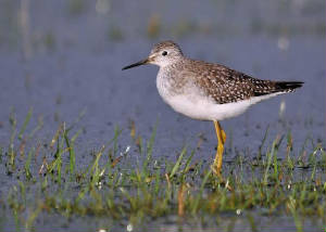 yellowlegs2_dungarvan_22112009.jpg