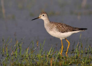 yellowlegs3_dungarvan_22112009.jpg
