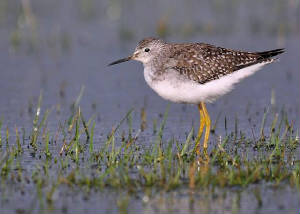 yellowlegs_dungarvan_22112009.jpg