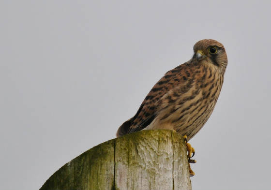 youngkestrel_6a_carrignagour_26062012.jpg