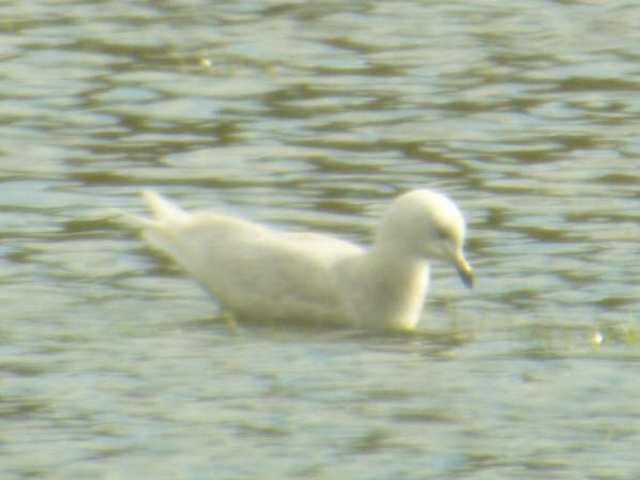 1stw_icelandgull_bunmahon_1apr2006.jpg