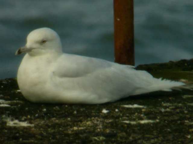 3rdw_icelandgull_helvick_1apr2006.jpg