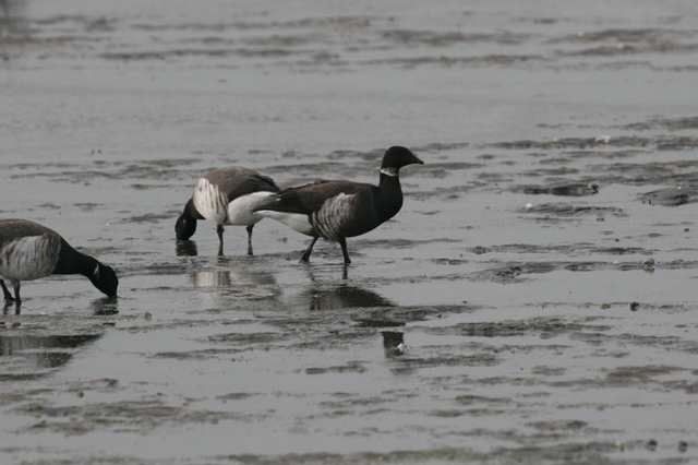 blackbrant_dungarvan_12nov2006_mg_3547s.jpg