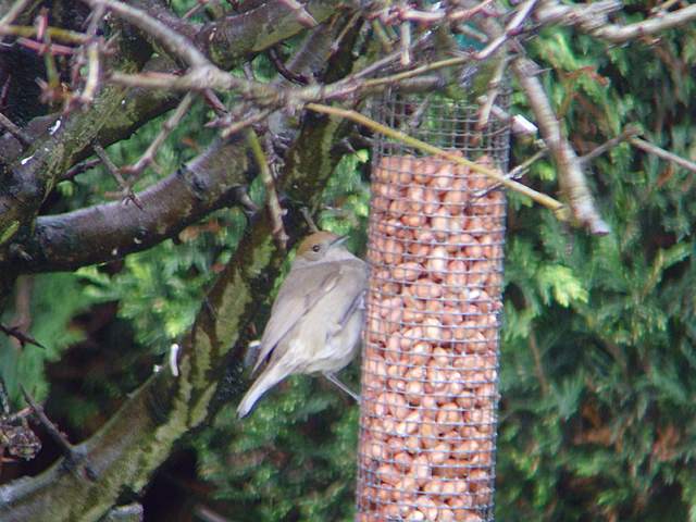 blackcap_dungarvan_25012009_snv31646.jpg